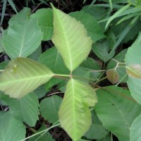 Poison Ivy