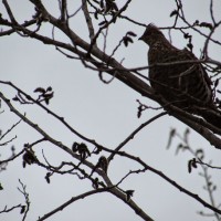 Grouse-In-The-Alders.jpgimgmax608