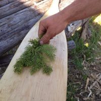 Fir Bough As Brush