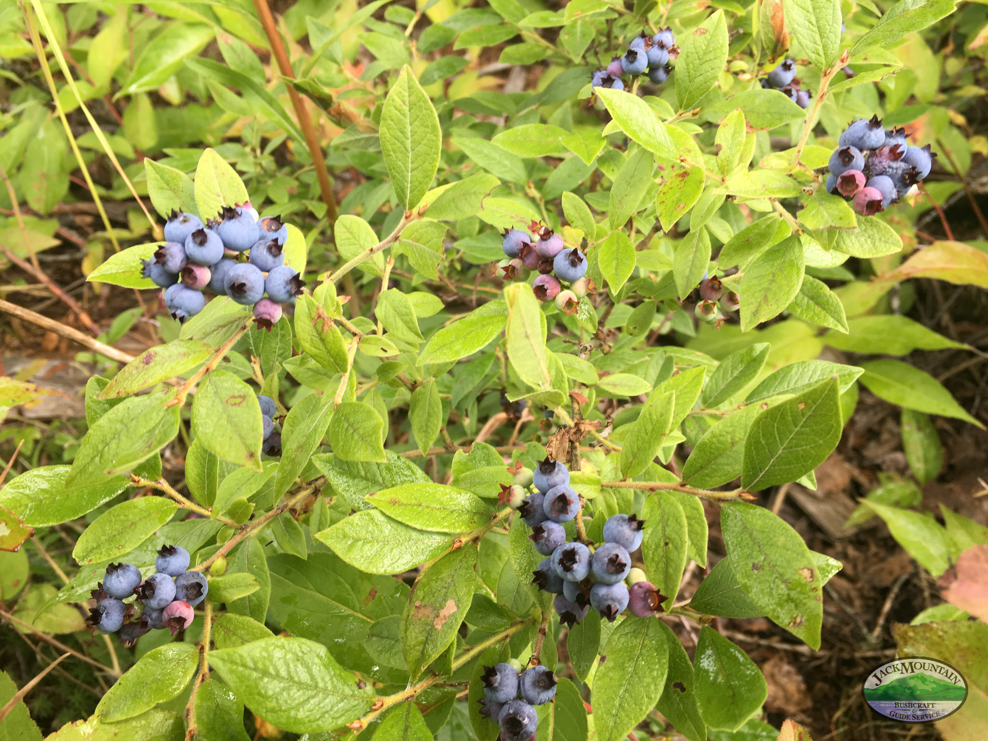 blueberry season