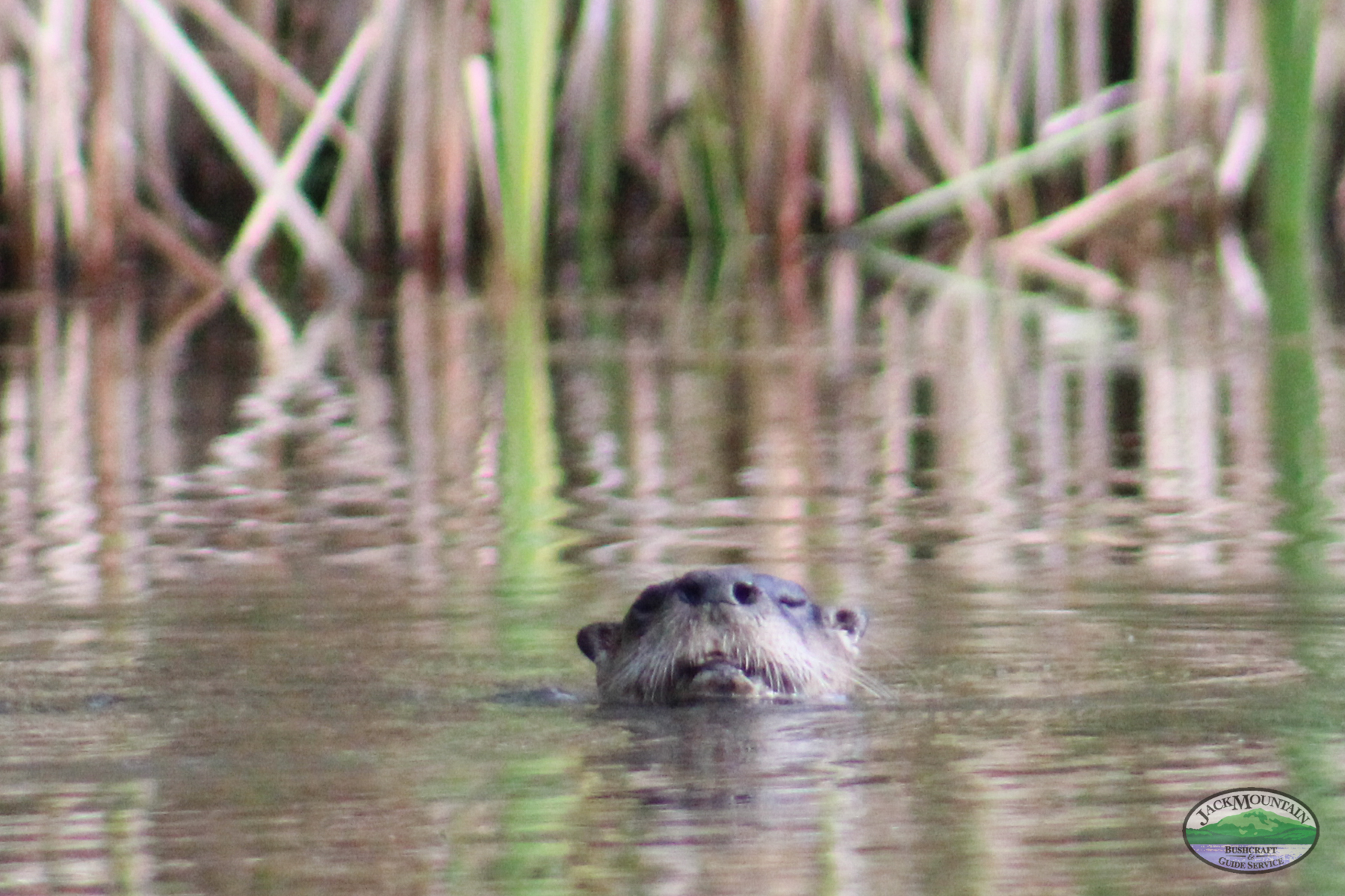 Otter in the pond