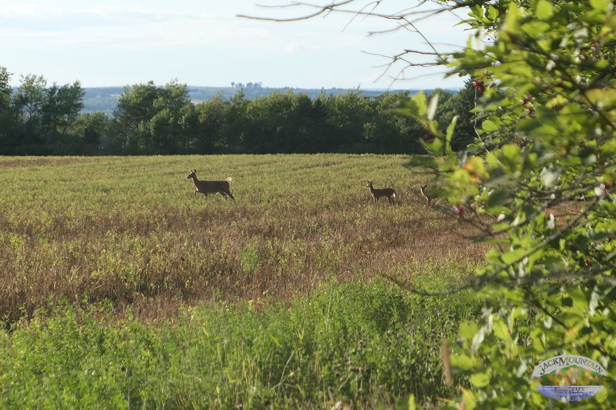 Deer in the field