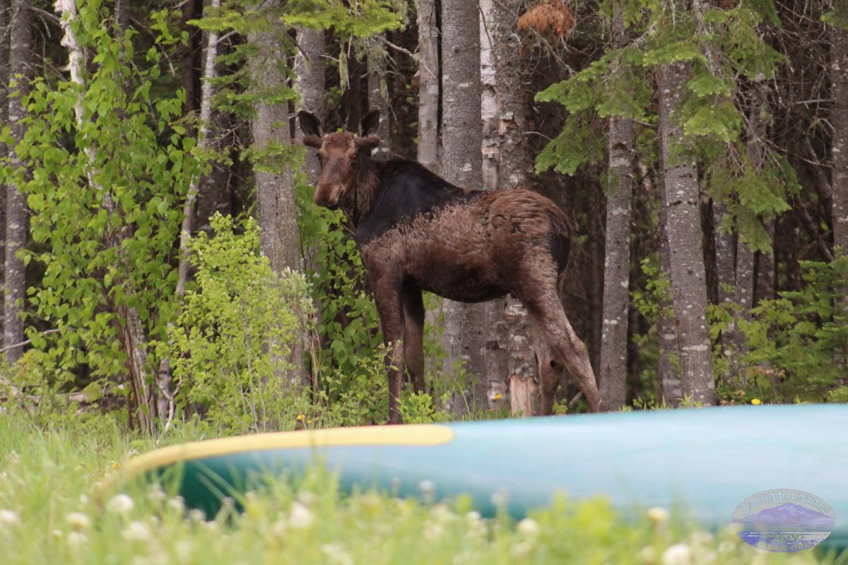 Moose by the pond at the field school.