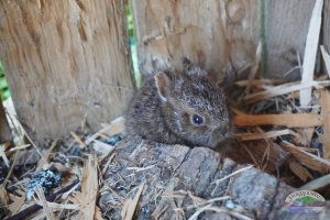 baby bunny in the pavilion. this one is from 2025