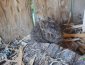baby bunny in the pavilion. this one is from 2025