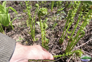 Fiddleheads, the young shoots of the ostrich fern