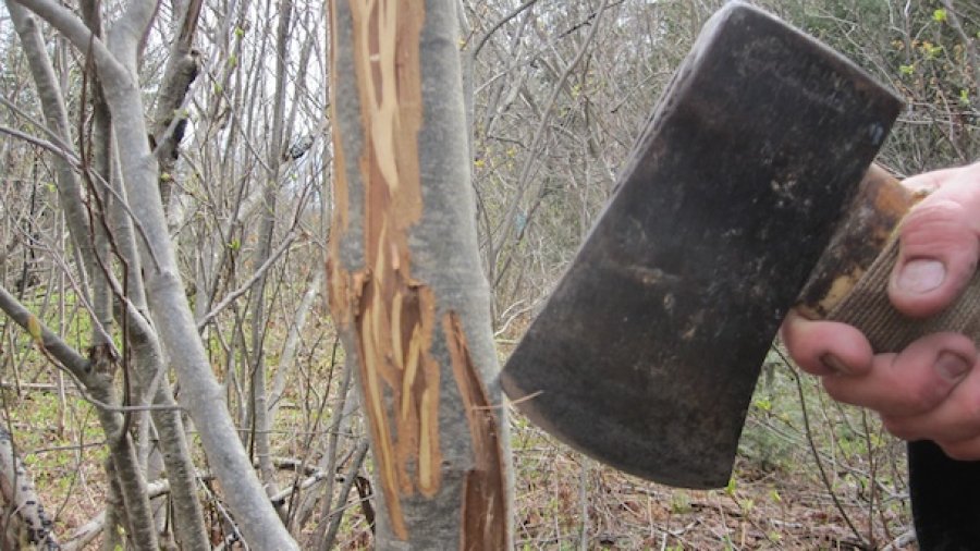 Bushman Primitive Skills Course Begins
