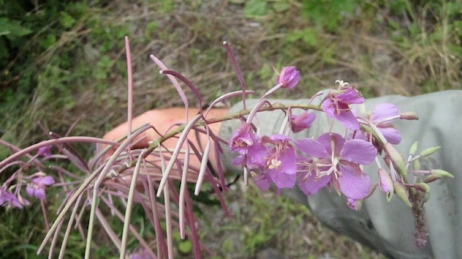 Edible Plant Workshop Series Update