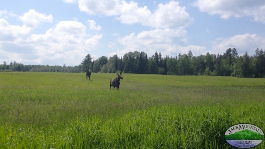 Moose At The JMBS Field School