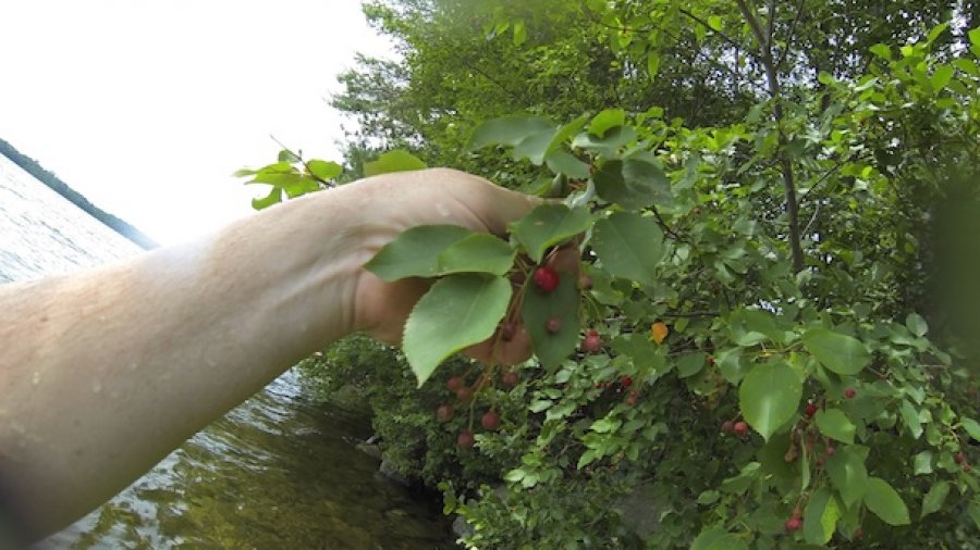 Edible Wild Plant Foraging Workshops