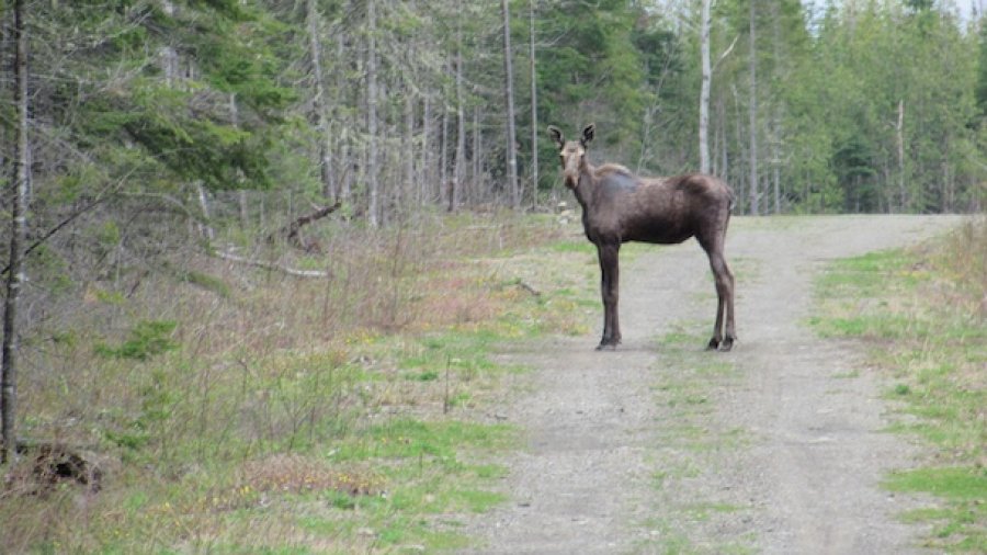 Moose Calling At Night