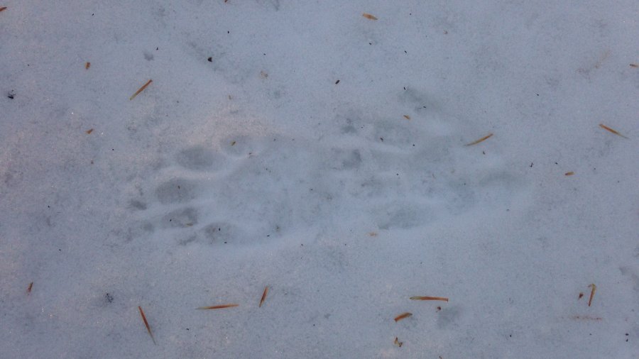 Overnight Snow, Morning Tracking | JMB Blog 1934