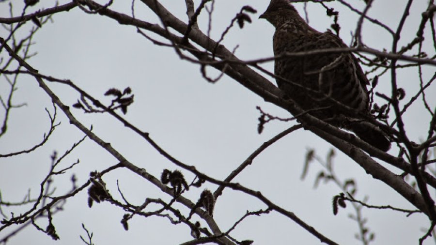Silently Observing