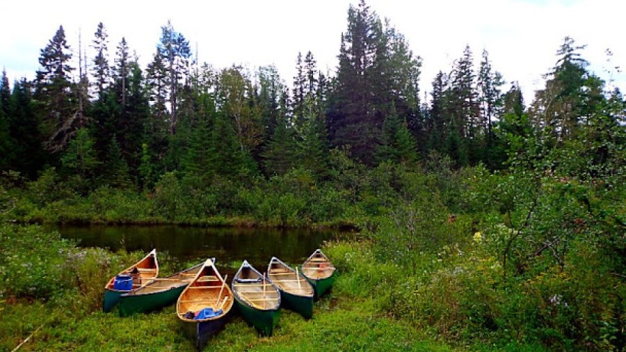 School Of The Forest Program At Squam Lake Science Center