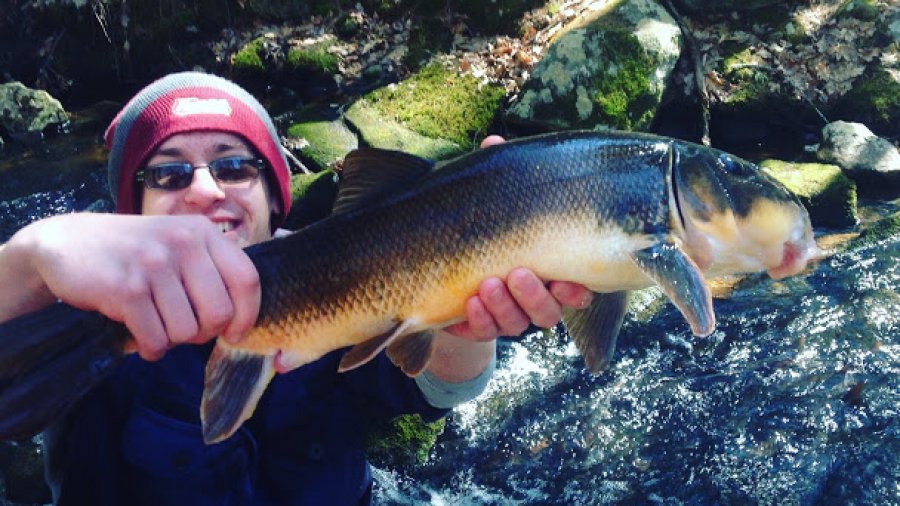 Barehand fishing: no hook, no net, no spear
