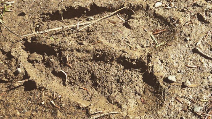 Moose Tracks
