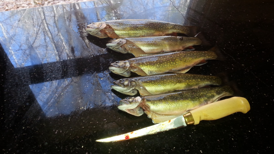 Wild Brook Trout