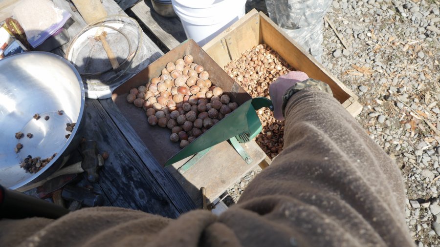 Shelling Acorns