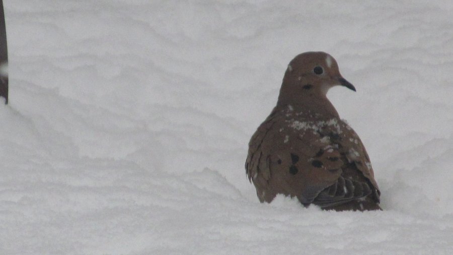 First Person Ecology In The Winter Months