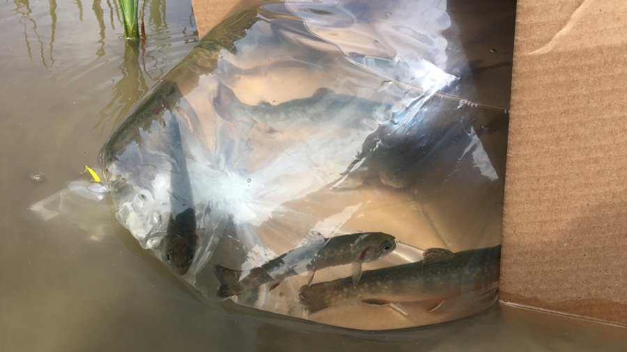JMB Vlog 5-28-18 | Brook Trout Farmer