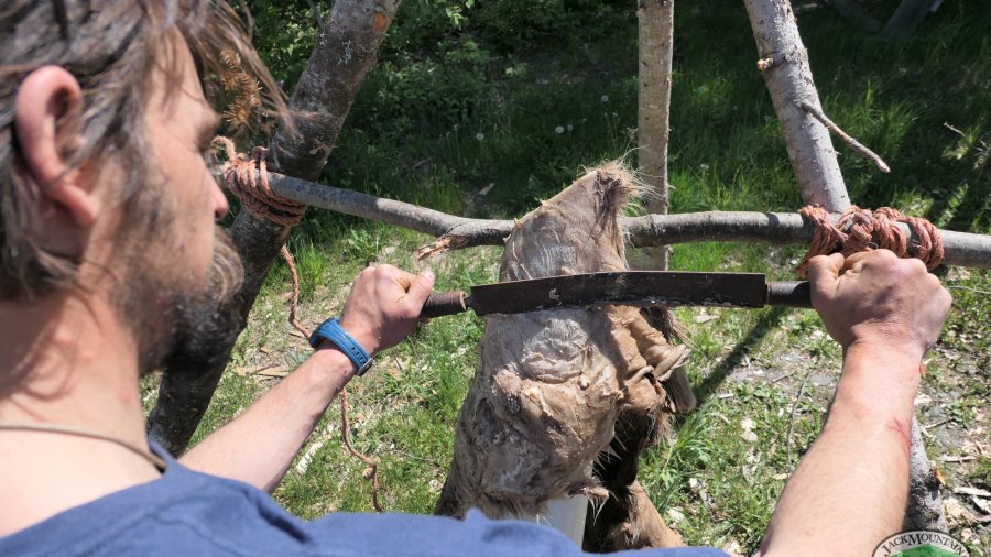 Scraping A Deer Hide