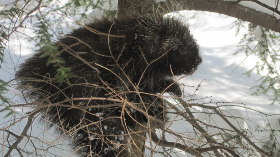 Porcupine Looking For Good Bark, Not From The Dog