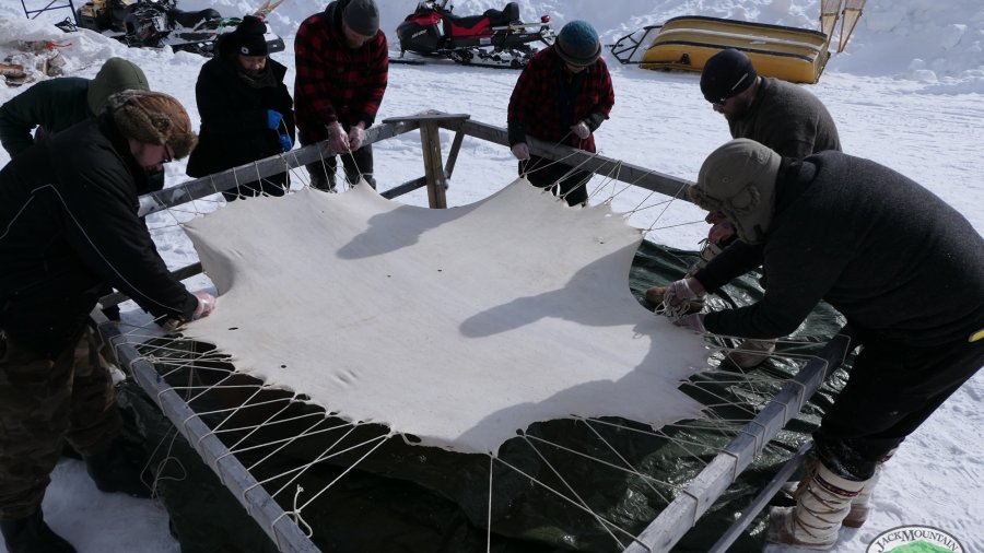 Lacing A Moose Hide Into A Frame At -20