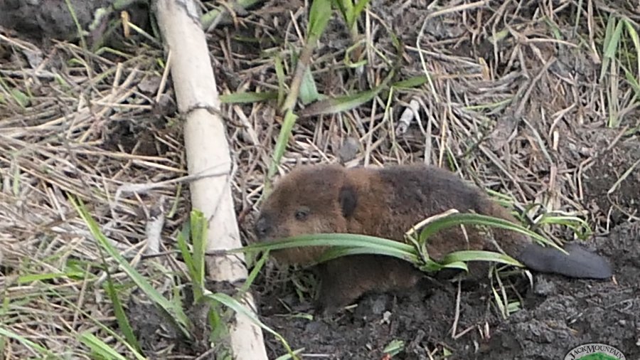Baby Beaver