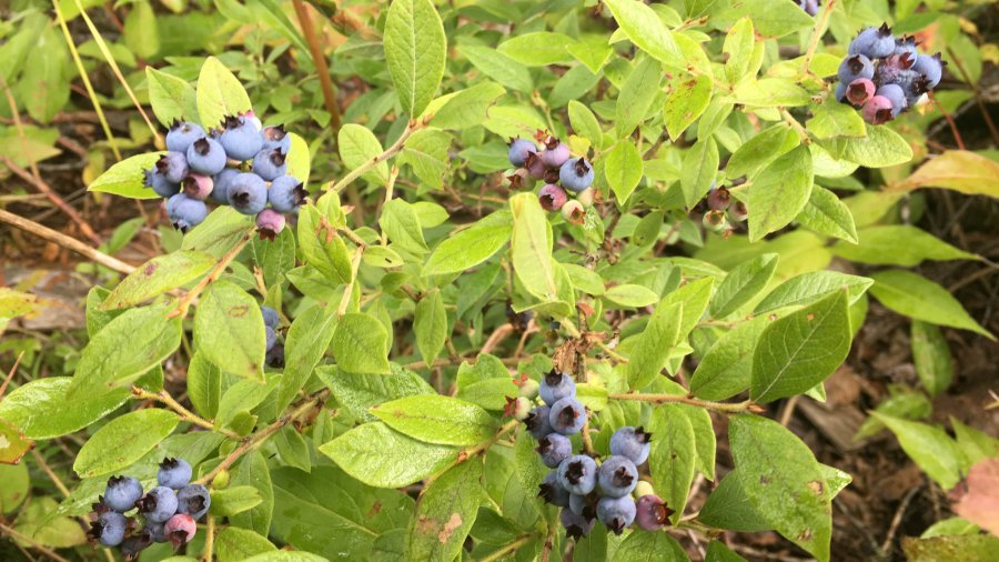 blueberry season
