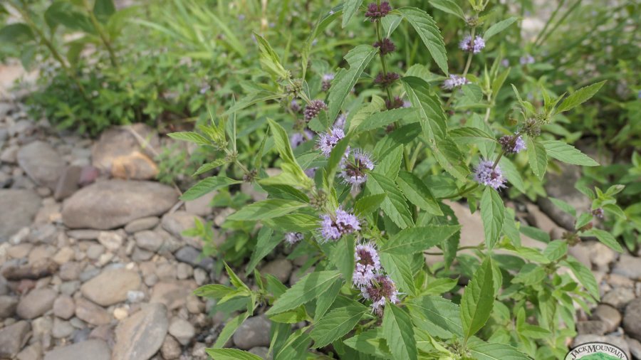 About Honesty And The Medicinal Uses Of Plants