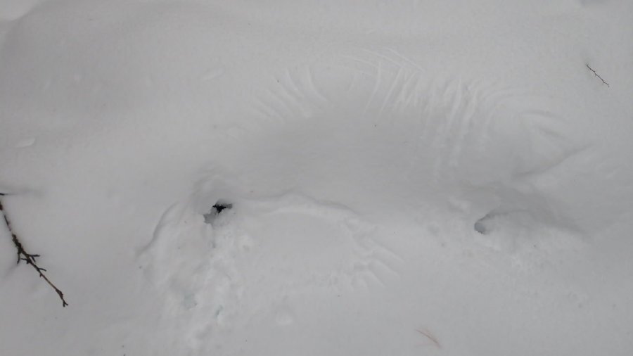 Tracking, Storytelling, And Connection To The Winter Ecosystem