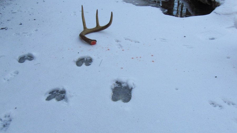 Finding Shed Deer Antlers On Our Morning Hike In Southern Vermont