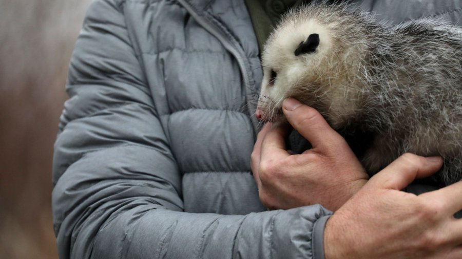 School Of The Forest Podcast Episode Thirteen; Educational Captive Mammals, Opossum Ecology And Southern Vermont Natural History Museum News With Director Mike Clough
