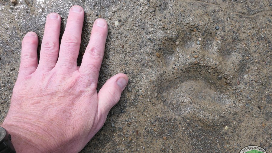 Bear Tracks & Tracking | JMB Vlog 133