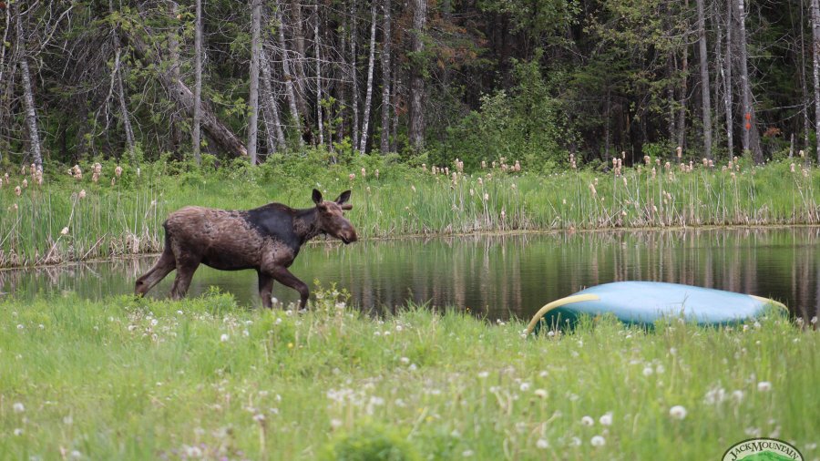 Moose By The Pond