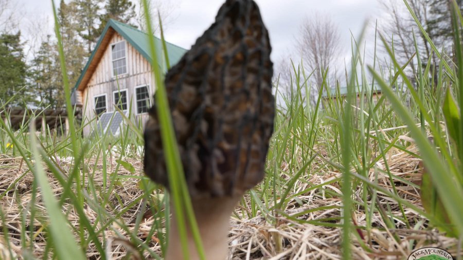 Black Morel Mushrooms Growing