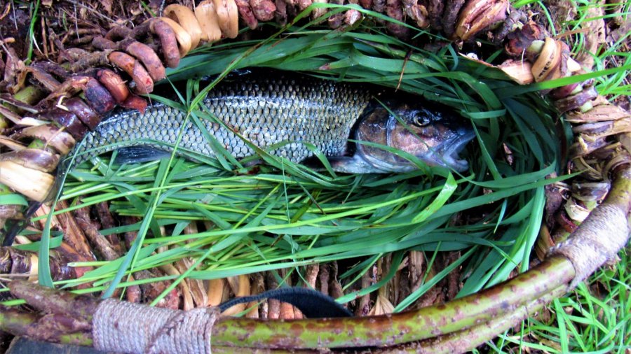 The Traveling Stock Pot; Making The Most Of “Trash” Fish On Long Canoe Expeditions