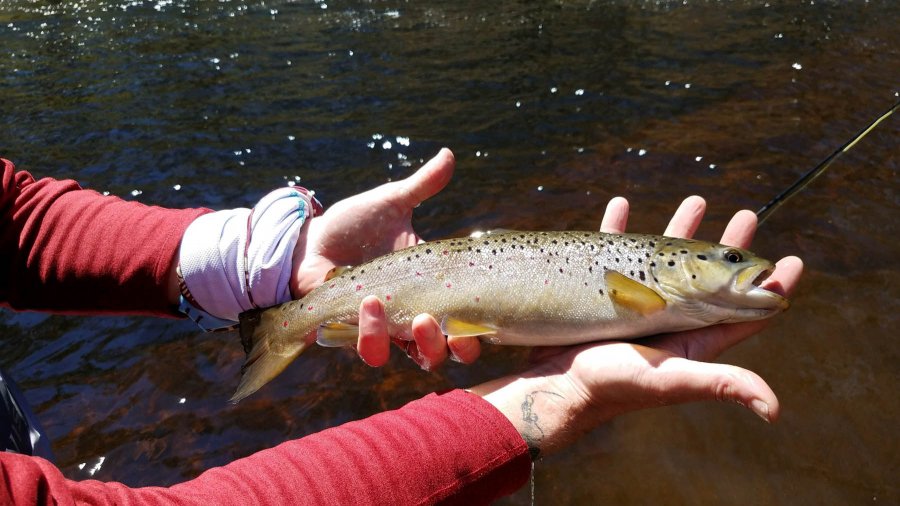 brook trout being held up for a photo