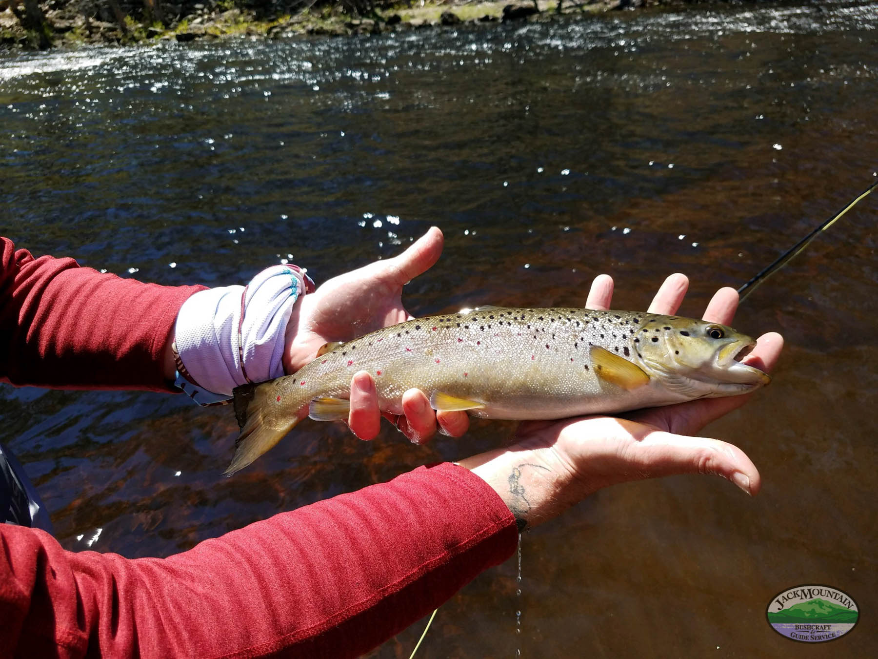 brook trout being held up for a photo
