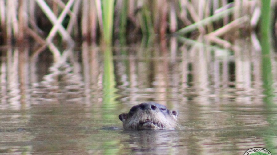 Otter in the pond