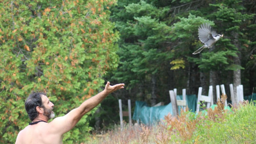 Whiskey Jacks On The Aroostook River