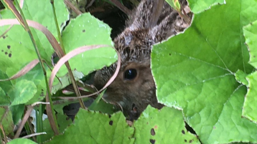 Young Snowshoe Hare