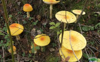 Amanita muscaria growing near the field school