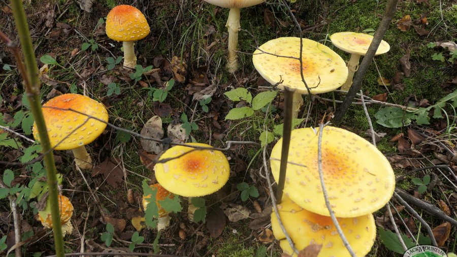 Amanita muscaria growing near the field school