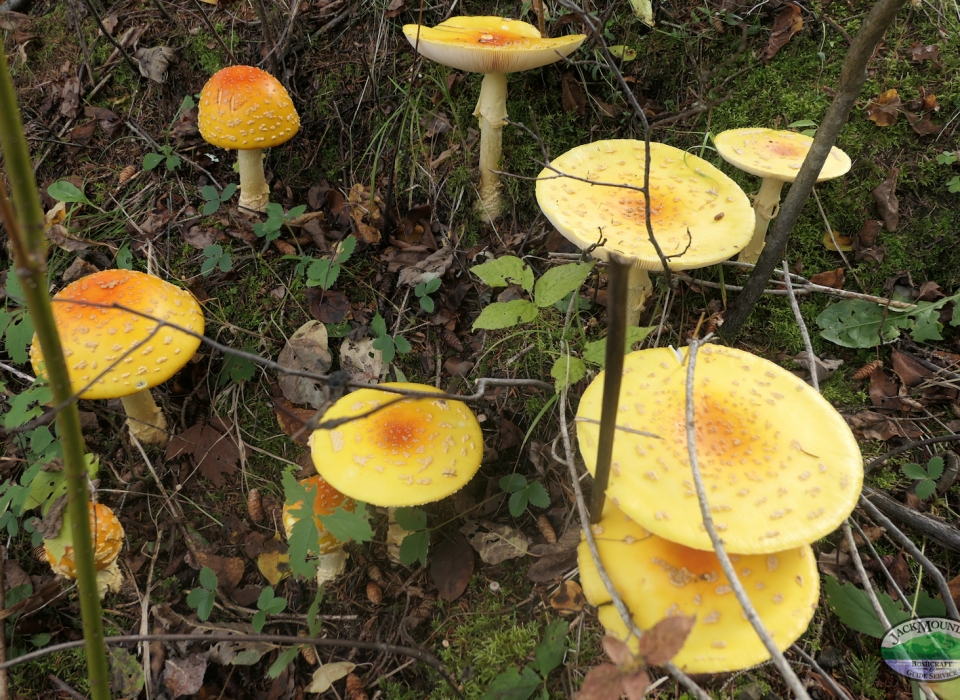 Tiny People Of The Forest And A Bolete Mushroom | JMB Blog 1945