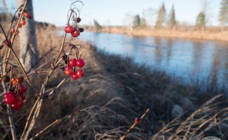 highbush cranberries along the river
