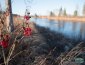 highbush cranberries along the river