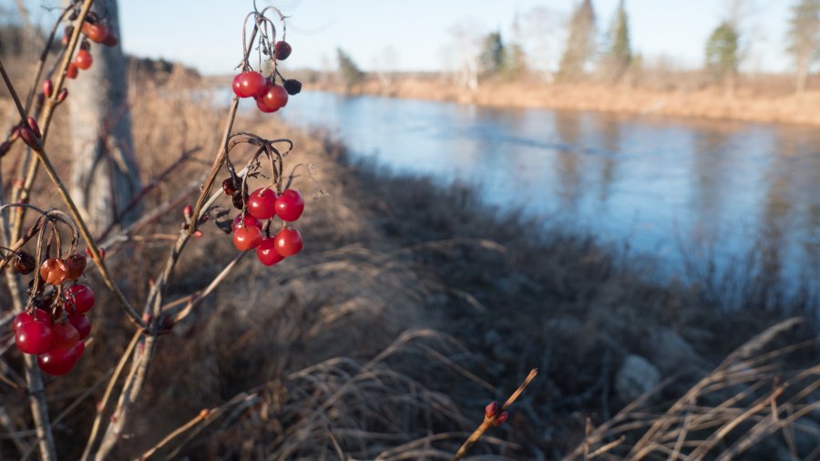 Thanksgiving Cranberries