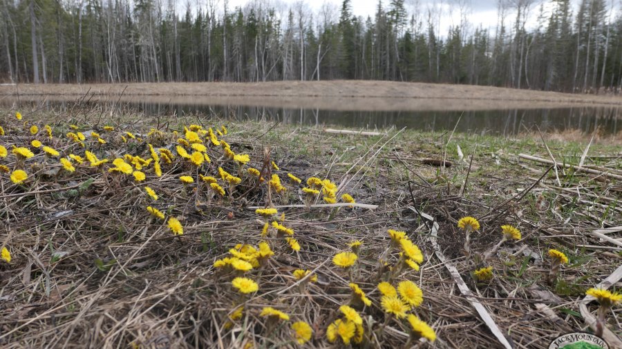 coltsfoot flowers in the early spring