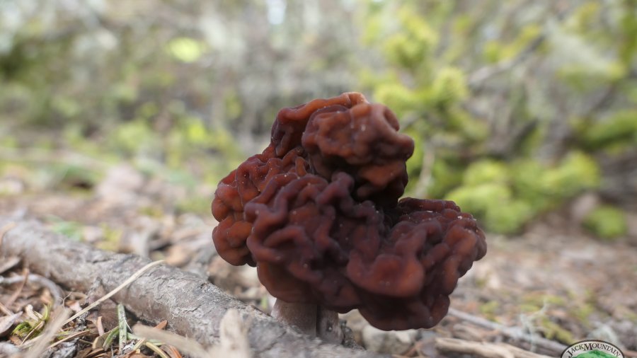 Gyromitra esculenta image